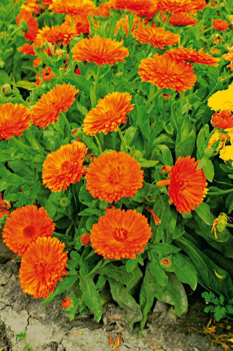 Ringelblume: Anbau aus Samen im Freiland