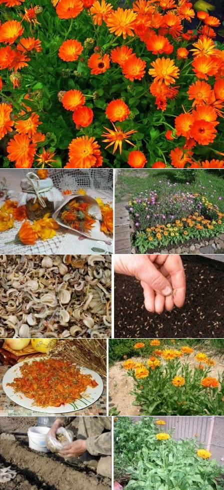 Calendula-Anbau aus Samen: Wann säen?