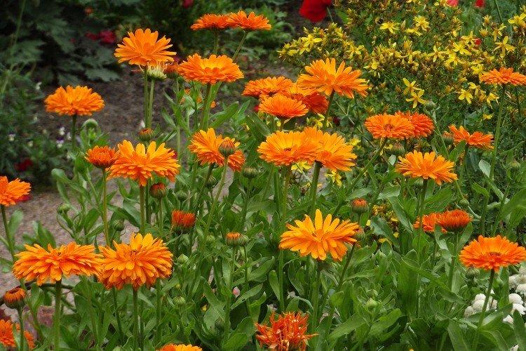 Ringelblume: Pflanzen und Pflege im Freiland