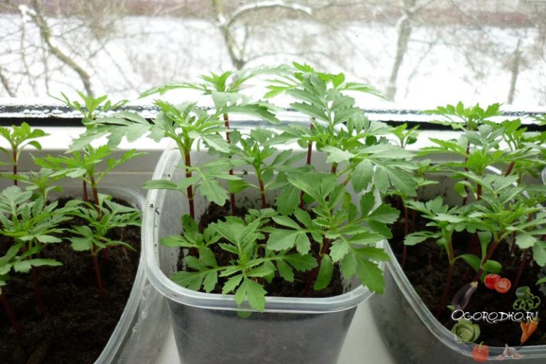 Aussaat von Tagetes für die Anzucht