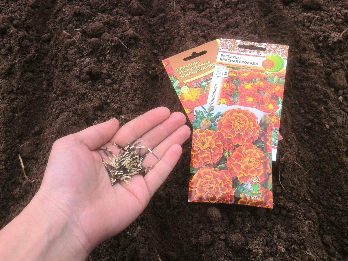 Aussaat von Tagetes im Winter