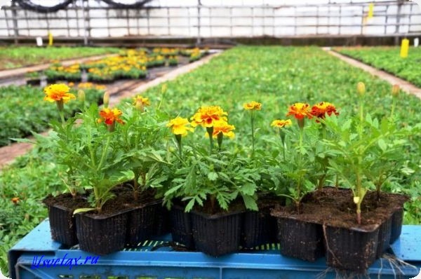 Tagetes: Anzucht aus Samen – wann pflanzen?