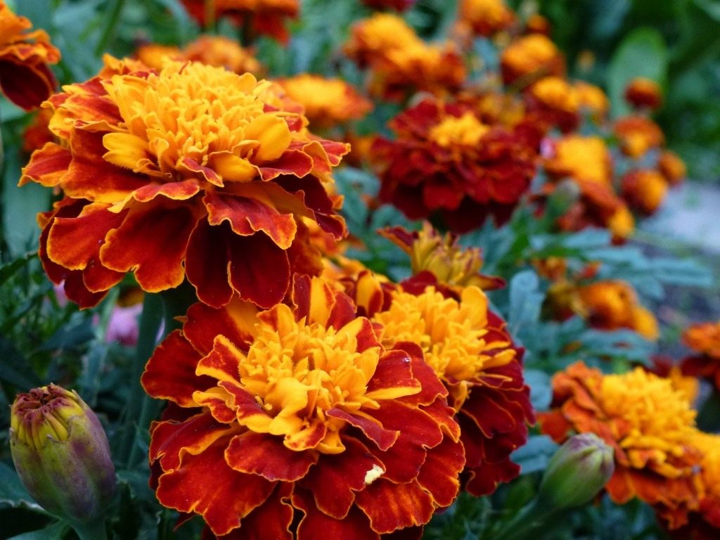 Tagetes auf Fotos - Vielfalt der Formen und Farben