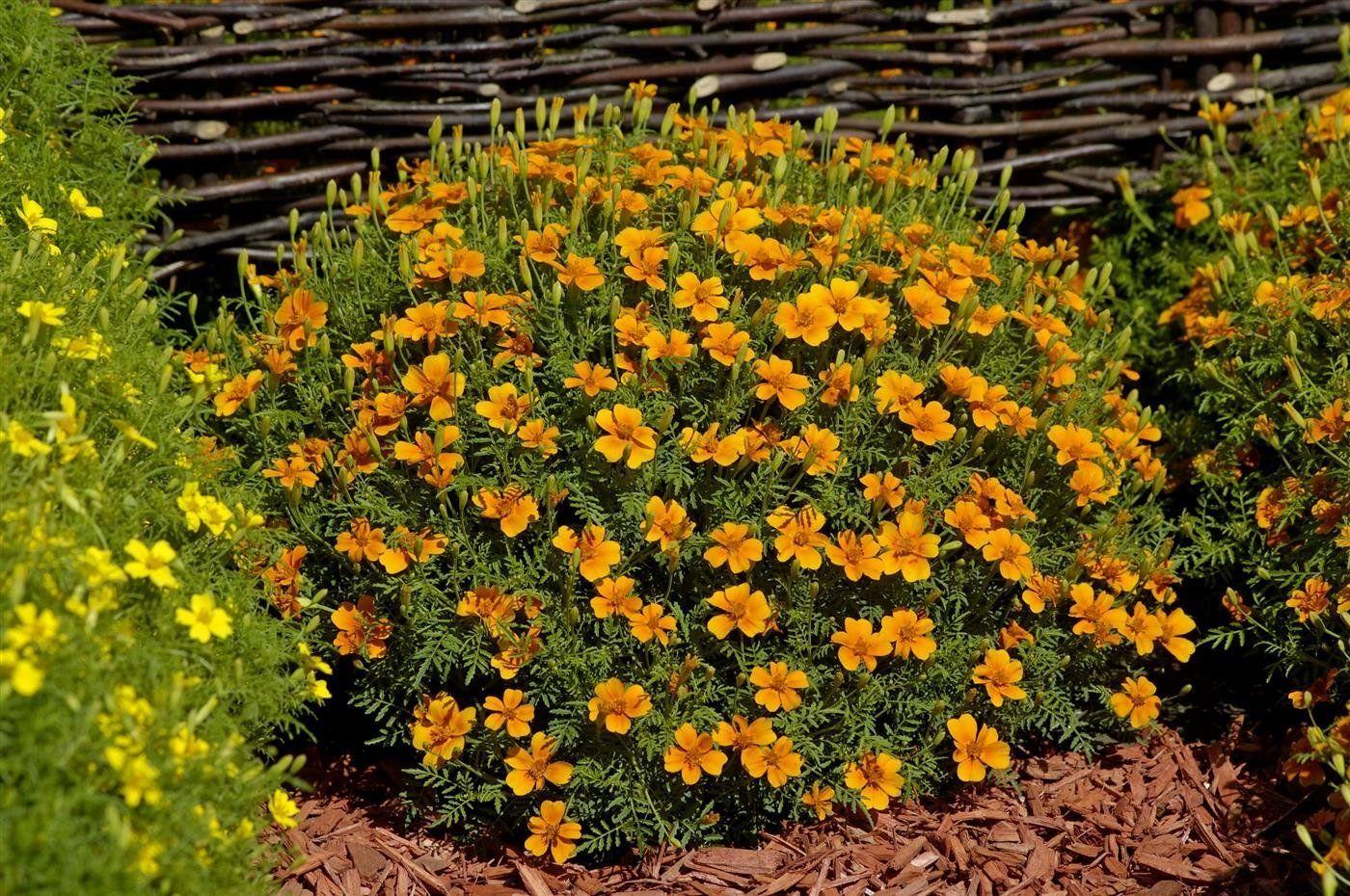 Wann sät man Studentenblumen (Tagetes tenuifolia) aus Samen aus?