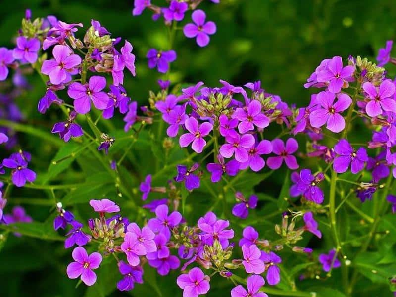 Matthiola Abendduft – Anbau aus Samen
