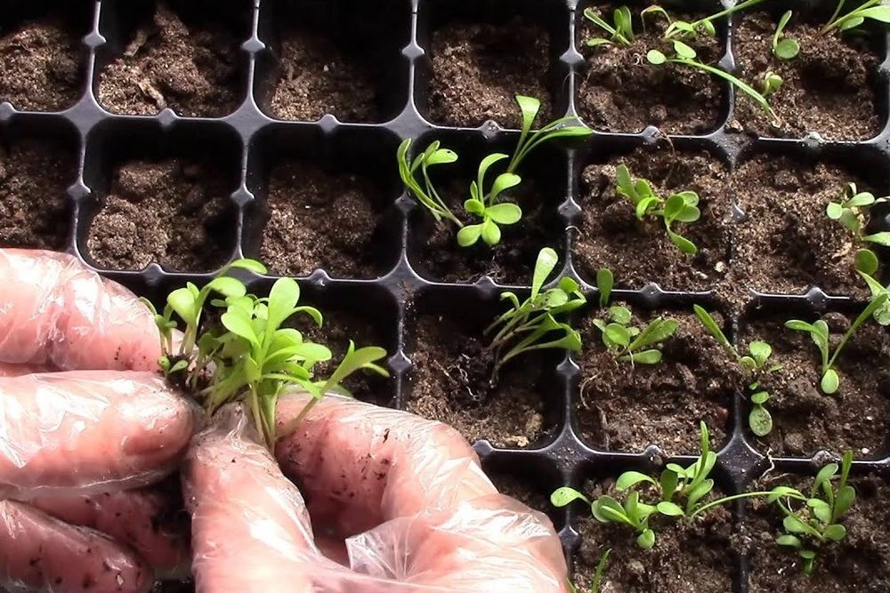 Tagetes: Anbau aus Samen – wann pflanzen?