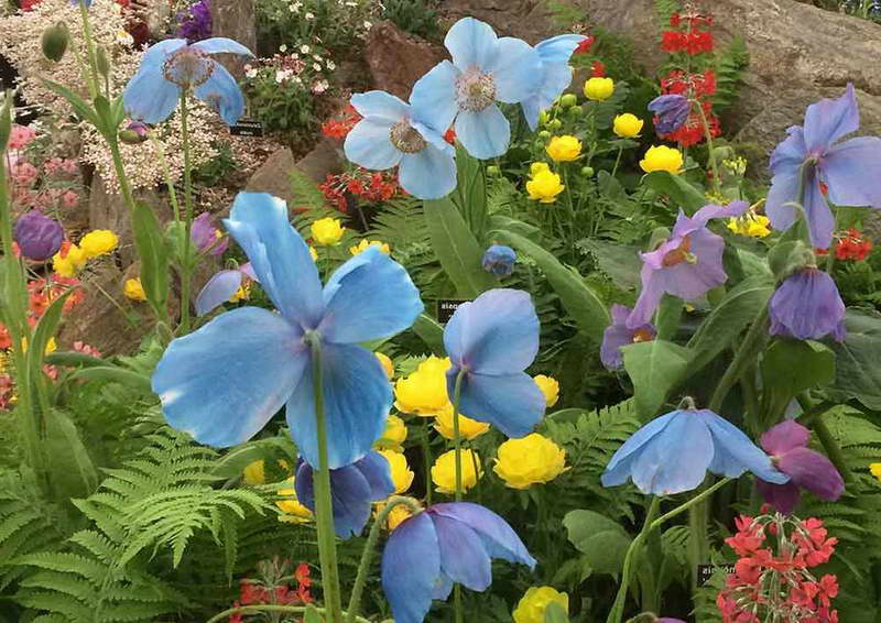 Meconopsis Himalaya-Mohn Anzucht aus Samen