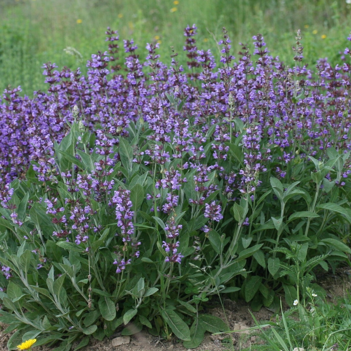 Salbei (Heilpflanze): Pflanzung und Pflege im Garten
