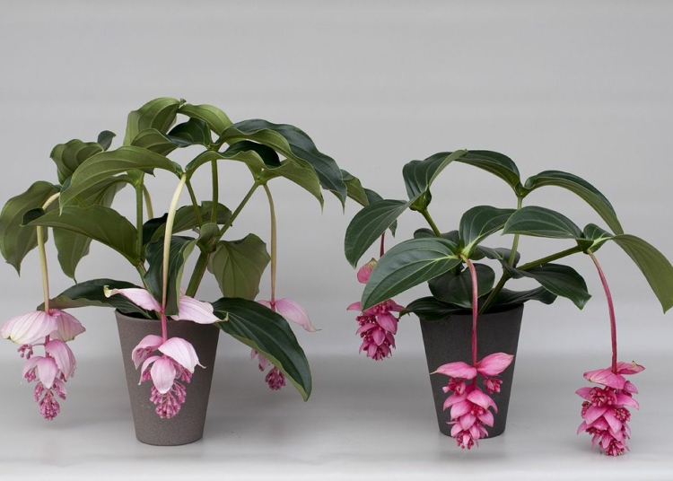 Medinilla: Pflege und Vermehrung