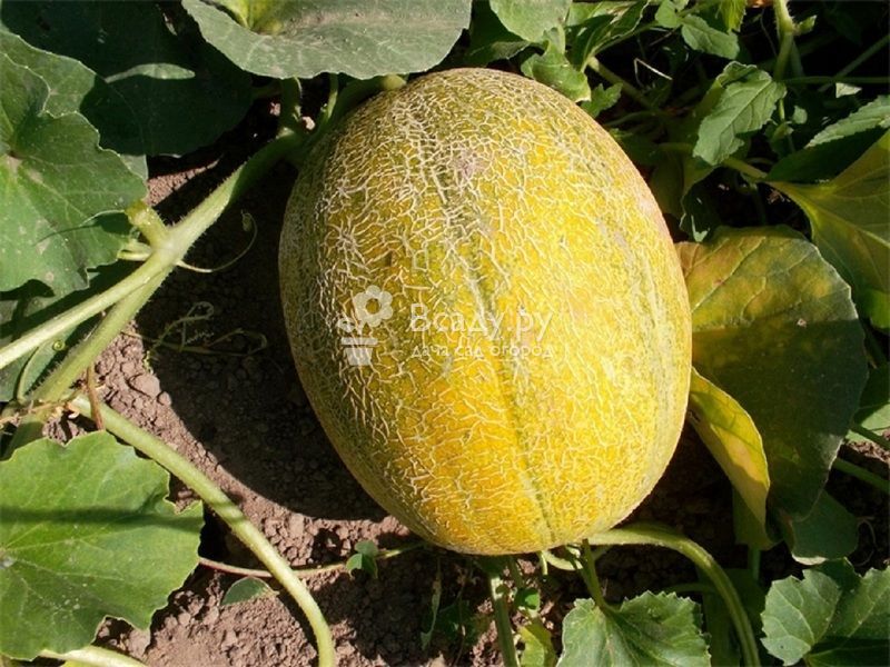 Melonensorten für Sibirien im Freiland