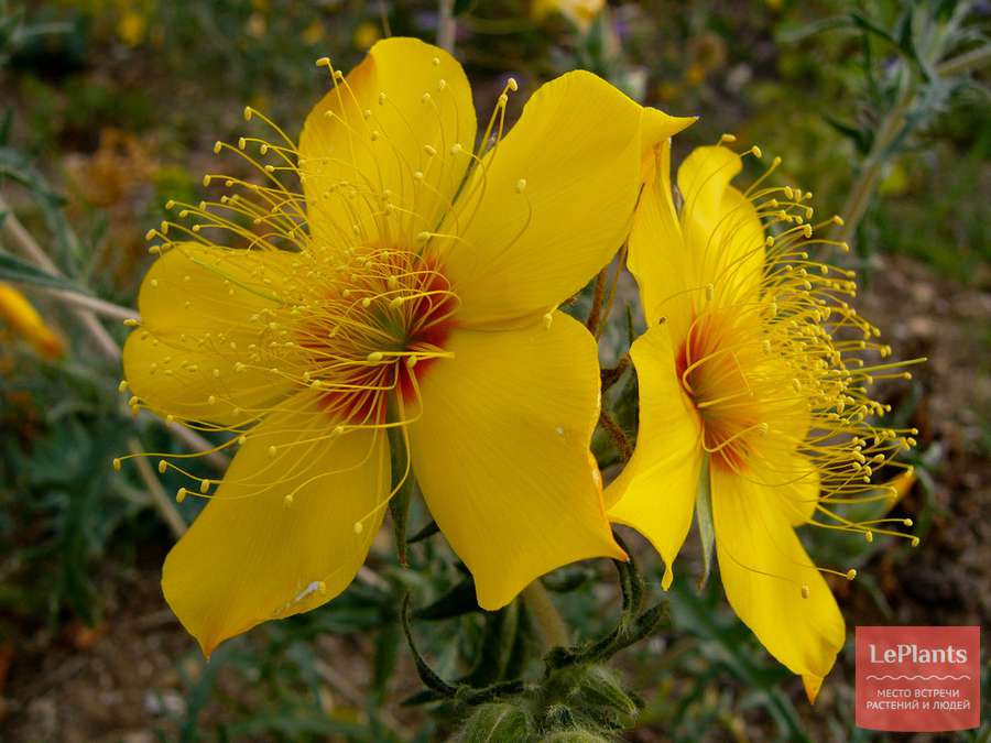 Mentzelia lindleyi pflanzen und pflegen