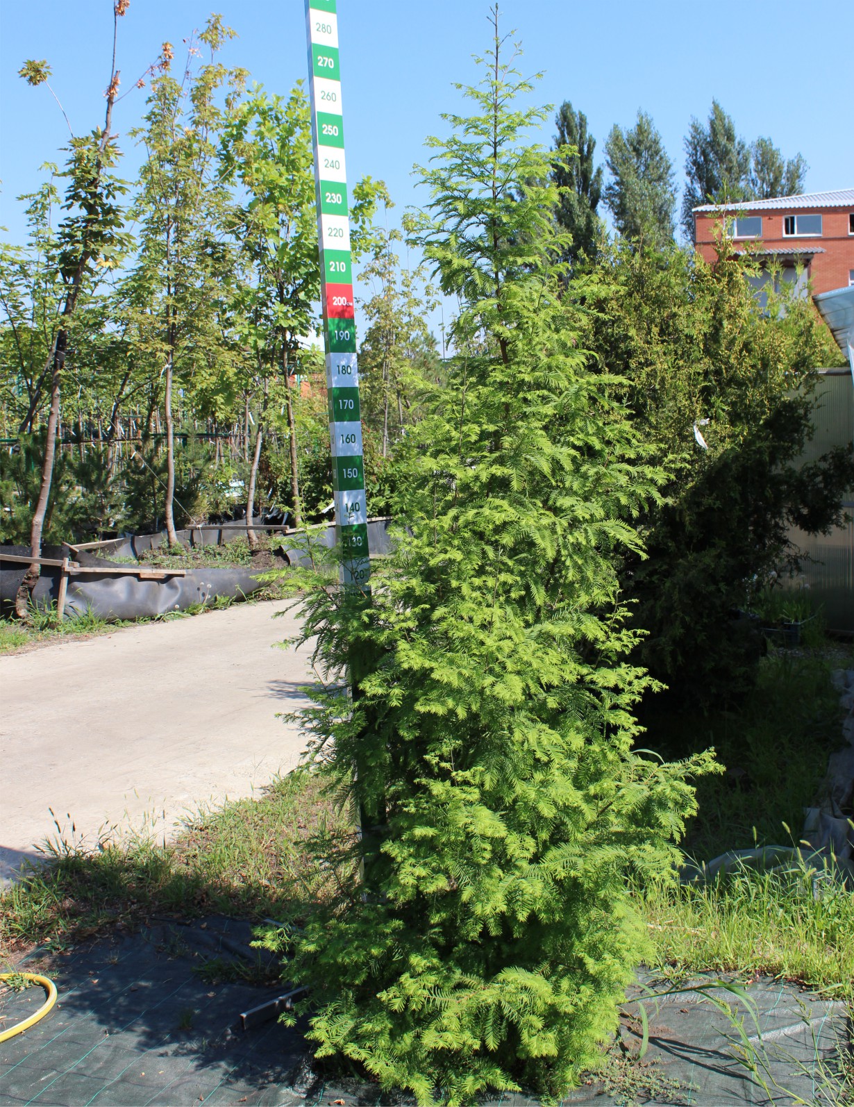 Metasequoia-Setzlinge: Der erste Schritt zur Schaffung eines Waldriesen