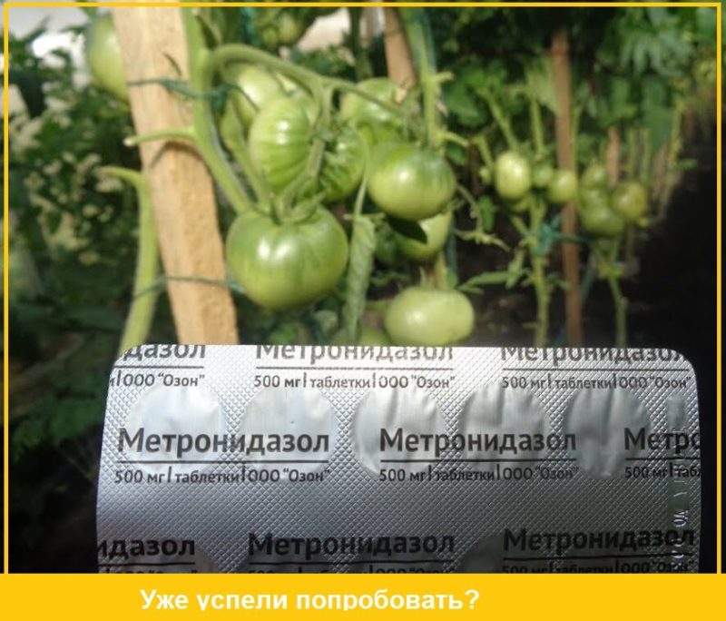 Wie verdünnt man Metronidazol für Pflanzen?