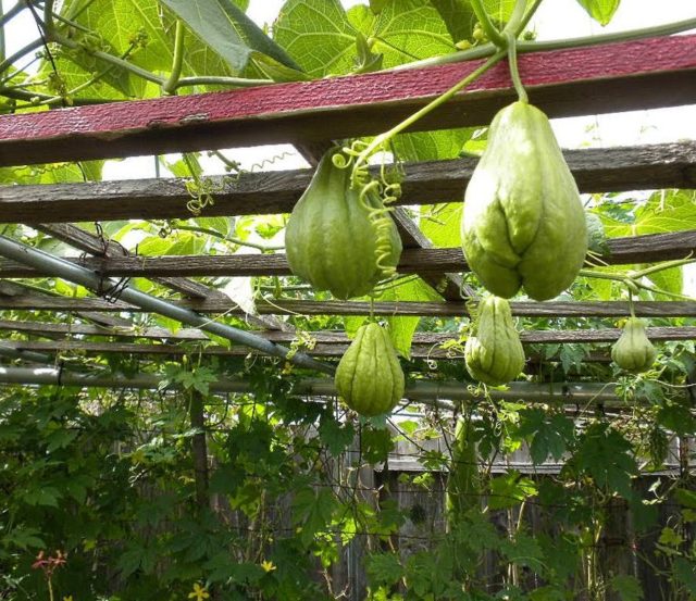 Mexikanische Gurke Chayote: Anbau und Verwendung