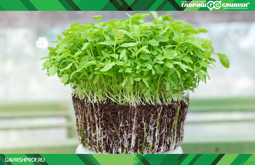 Microgreens zu Hause anbauen