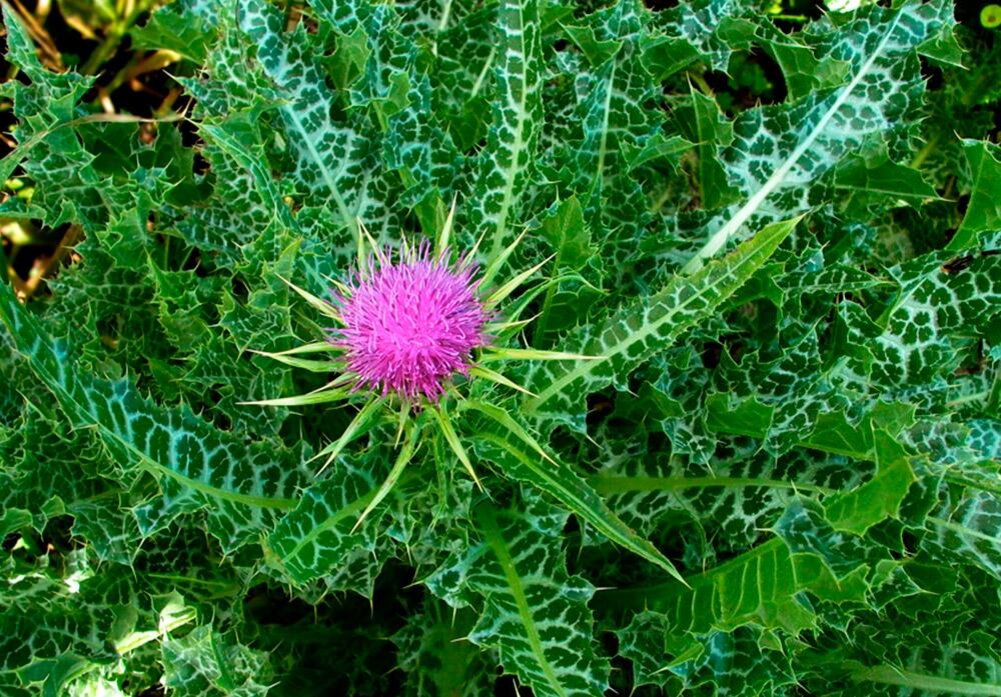 Anbau der Mariendistel