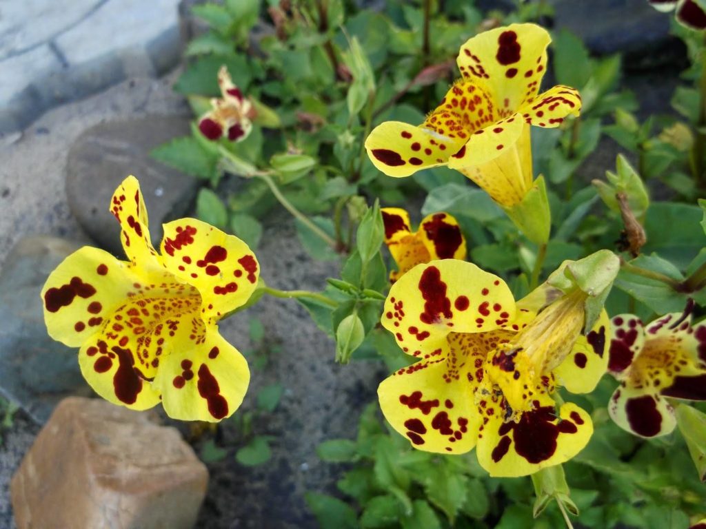 Mimulus: Anbau aus Samen – wann pflanzen?