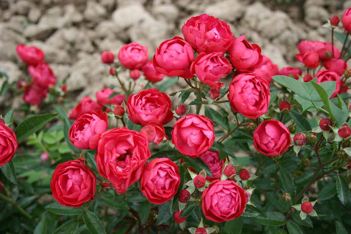 Miniaturrosen im Freiland
