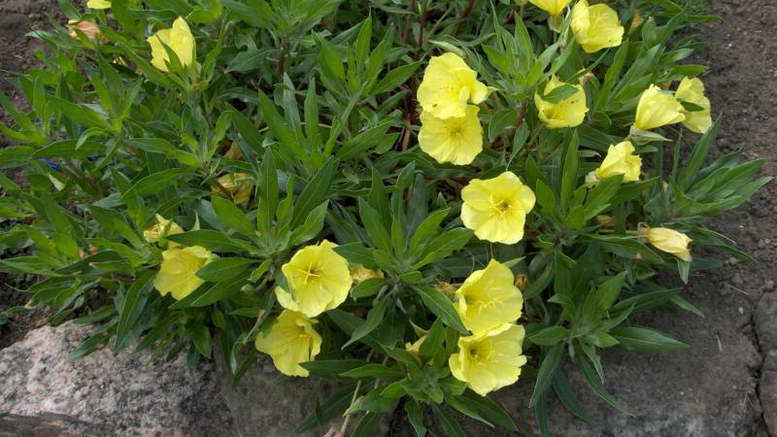 Oenothera missouriensis Nachtkerze Anzucht aus Samen
