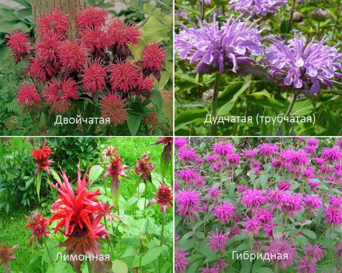 Monarda didyma Pflanzung und Pflege