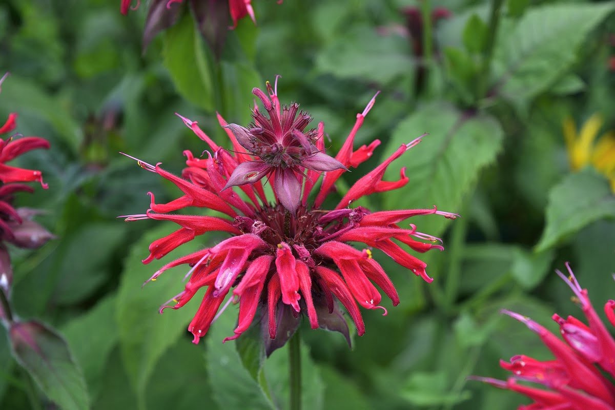 Monarda Panorama: Anzucht aus Samen