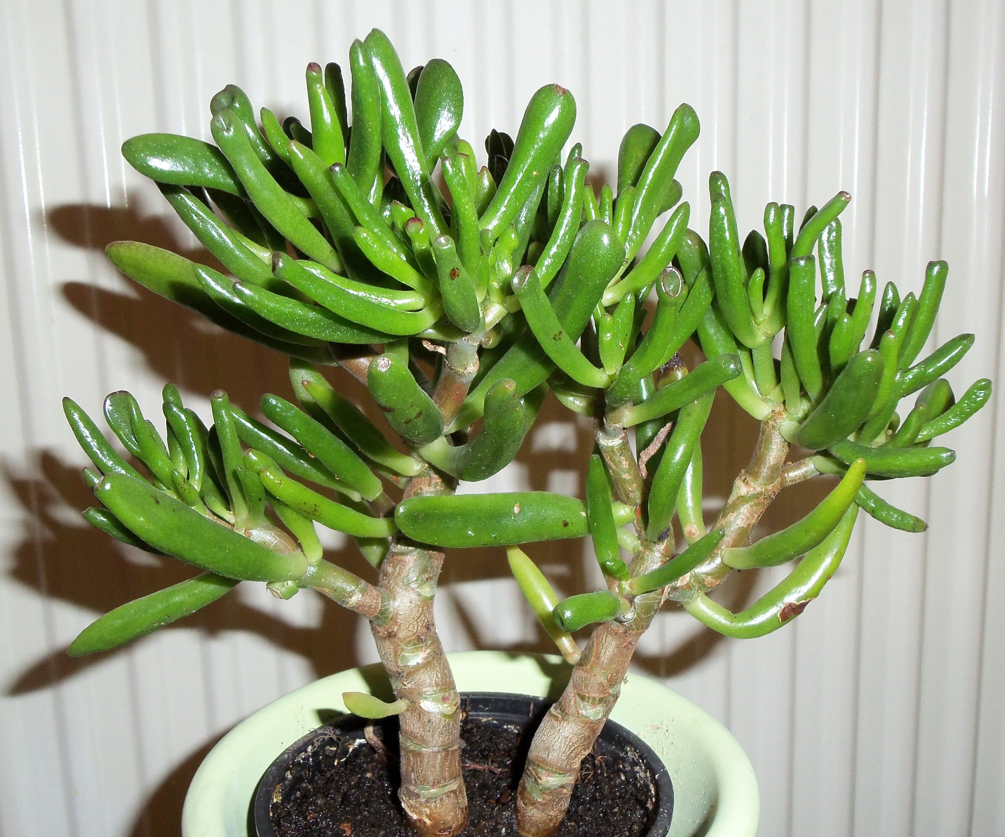 Affenbaum als Zimmerpflanze