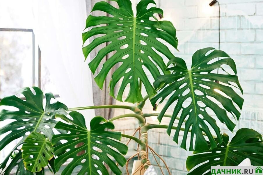 Kann man die Monstera-Pflanze zu Hause halten?