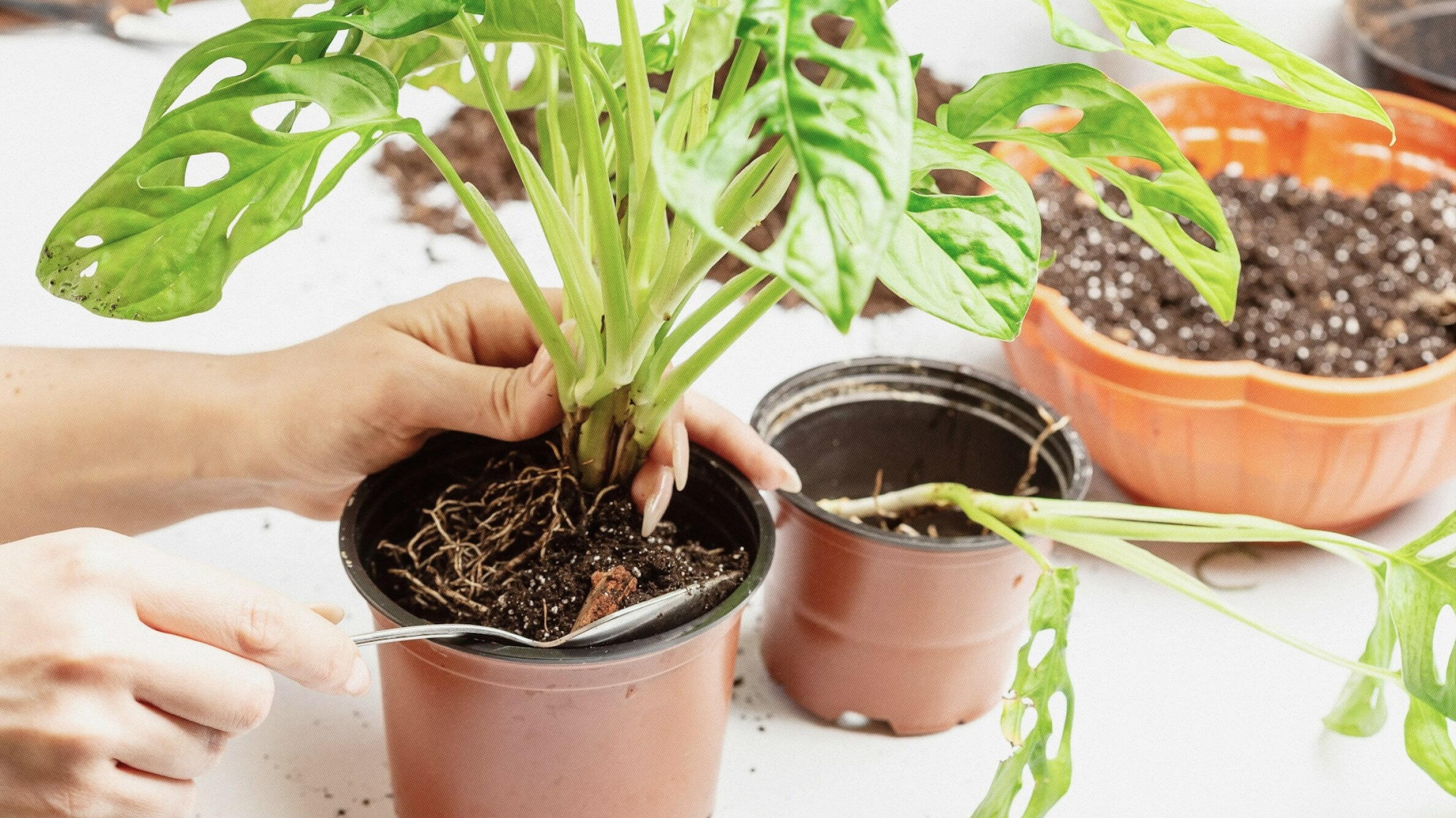 Monstera zu Hause einpflanzen