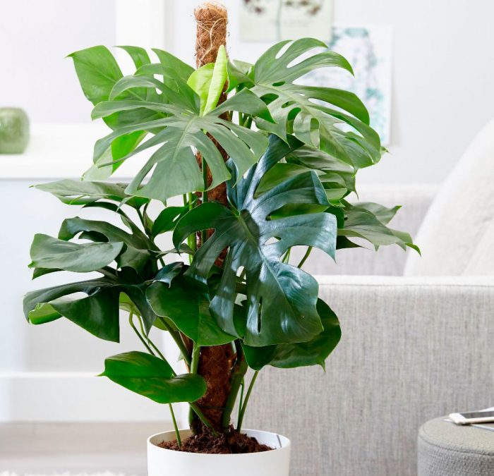 Monstera: Umpflanzung einer erwachsenen Pflanze