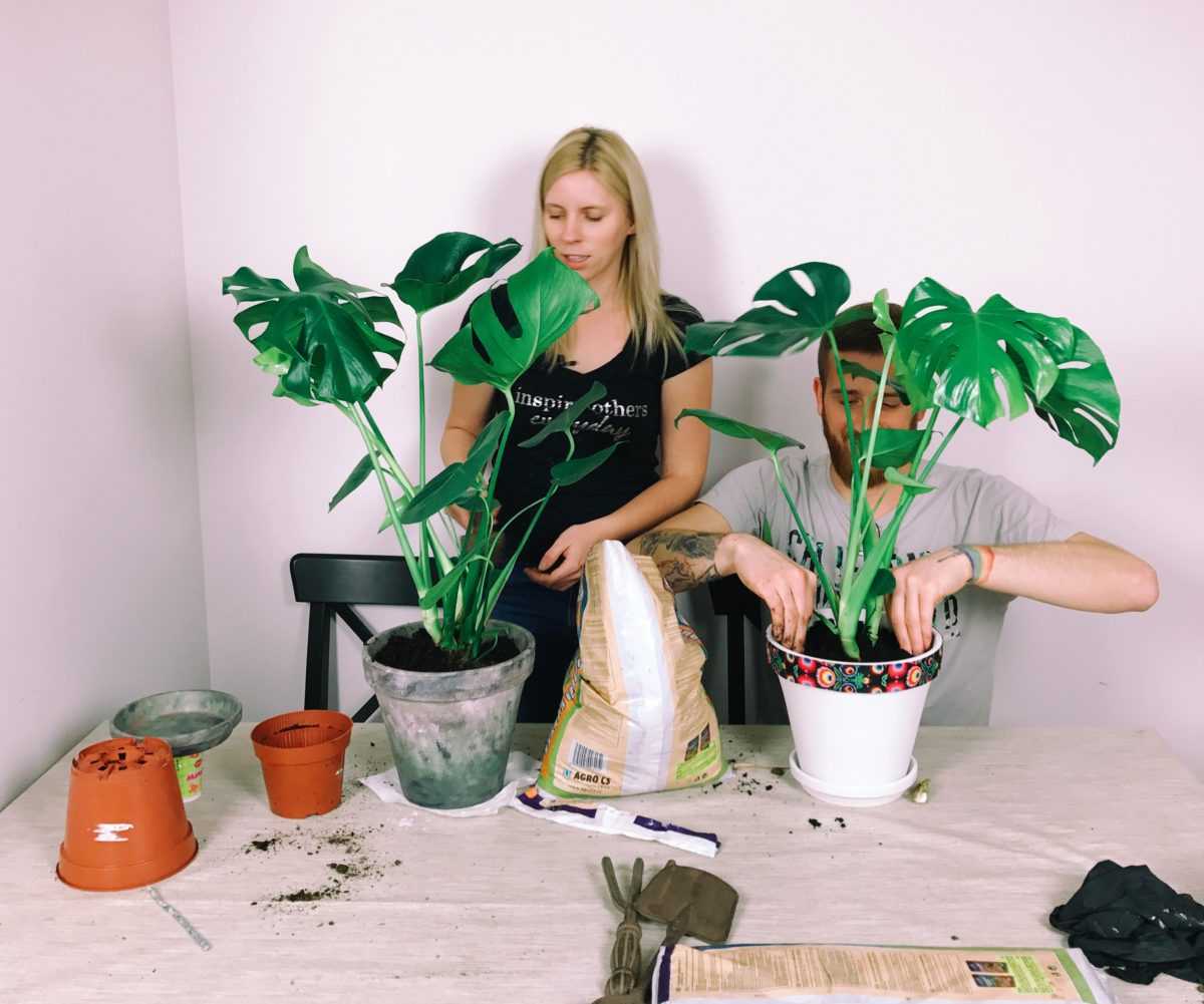 Vermehrung der Monstera durch Stecklinge zu Hause