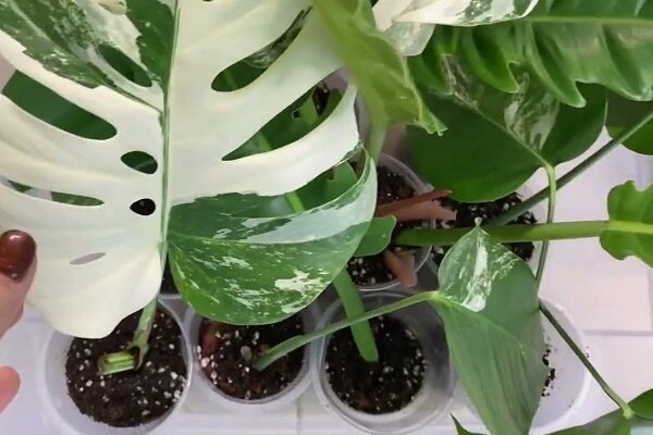 Vermehrung der Monstera durch Blätter