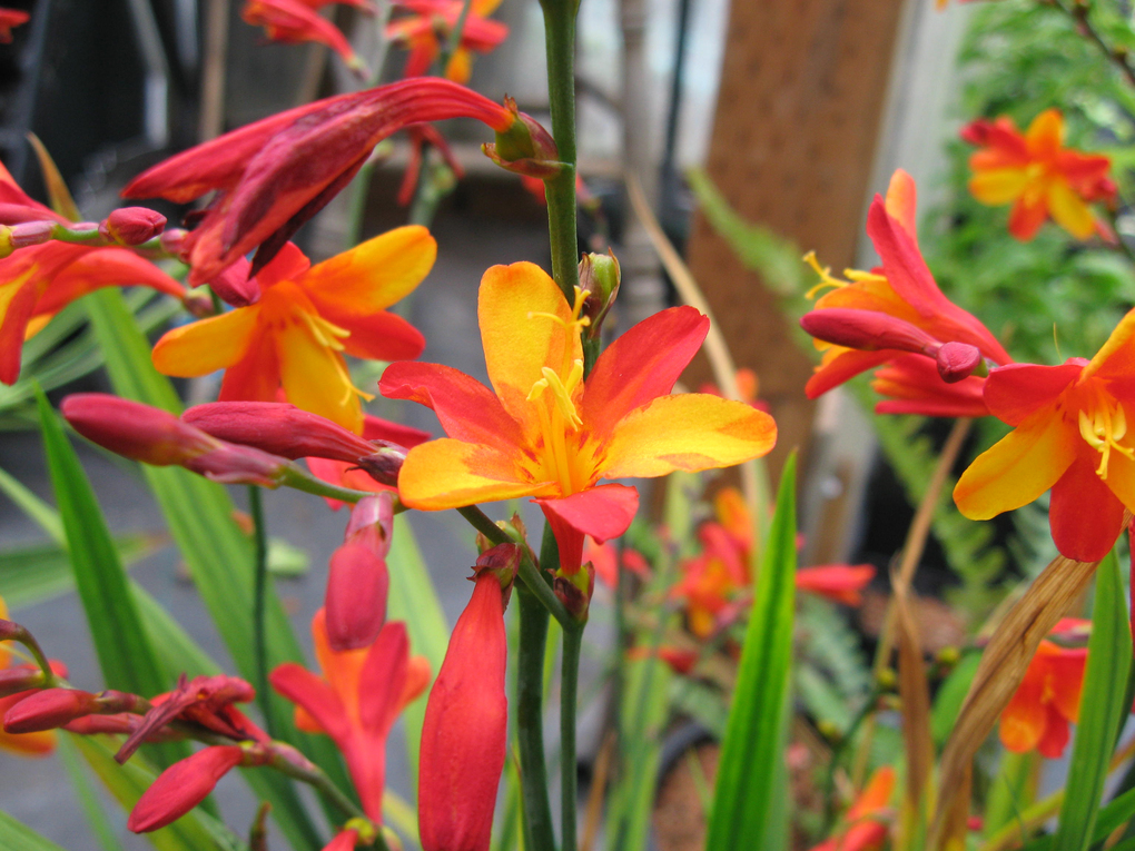 Montbretia pflanzen und pflegen im Freiland