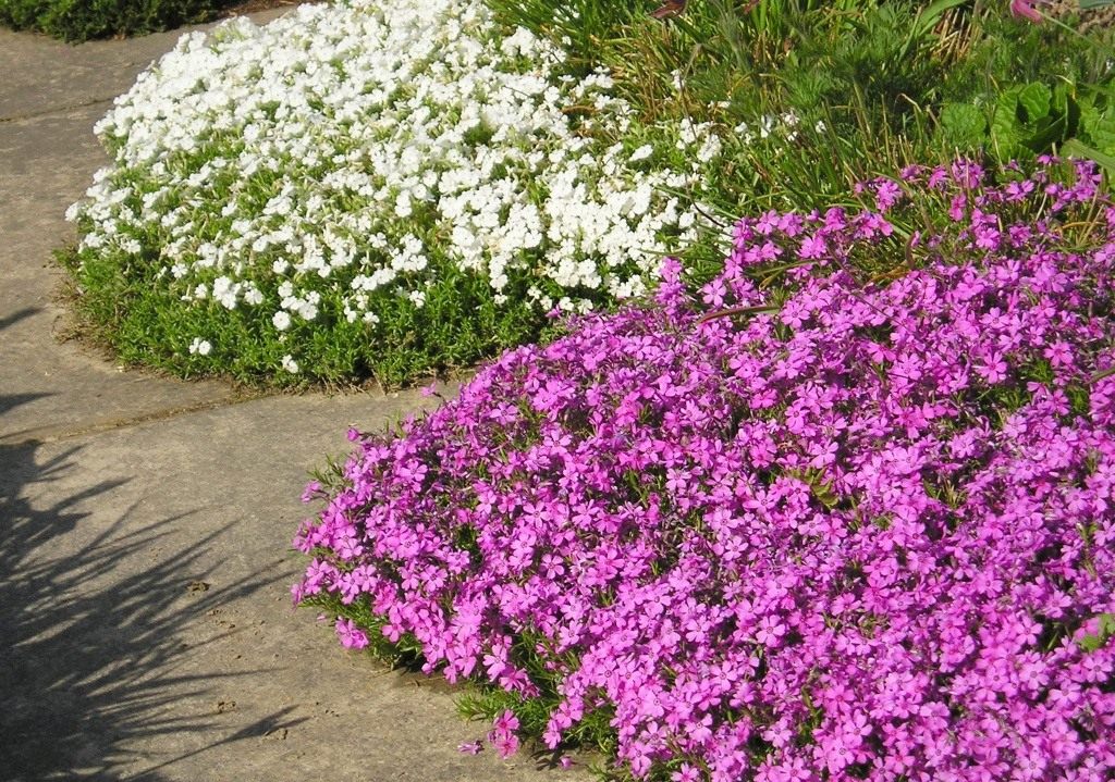 Phlox subulata Anbau und Pflege