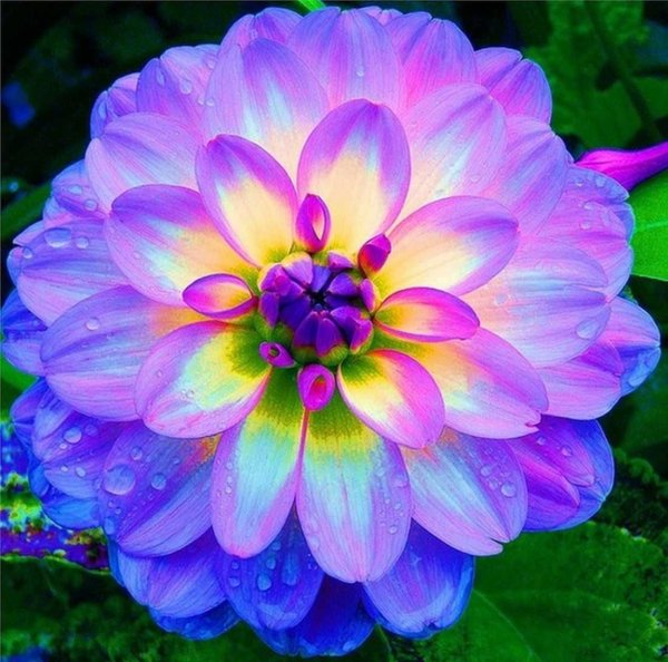 Die schönsten Blumen der Welt
