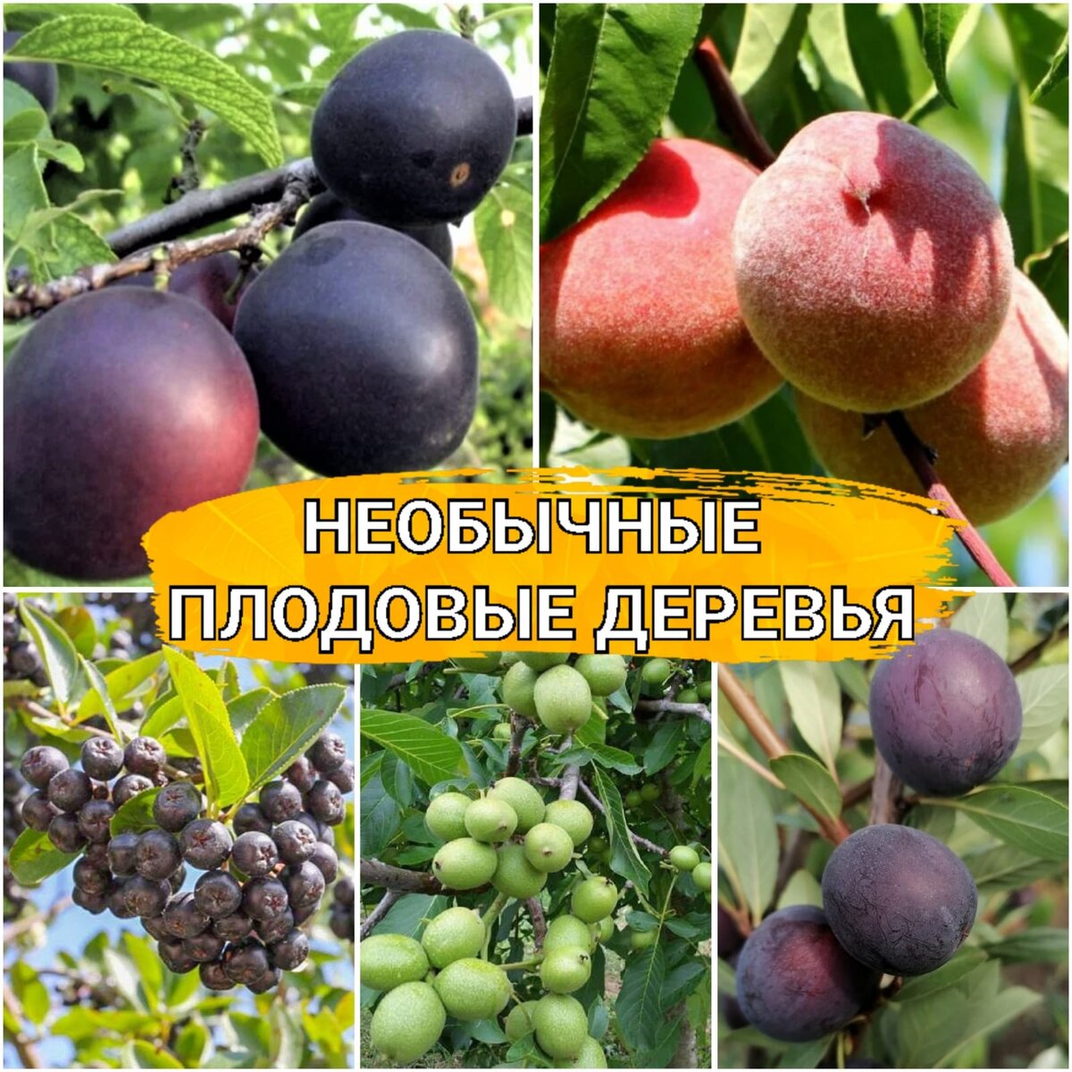Die frostbeständigsten Obstbäume für die Pflanzung in der Leningrader Oblast