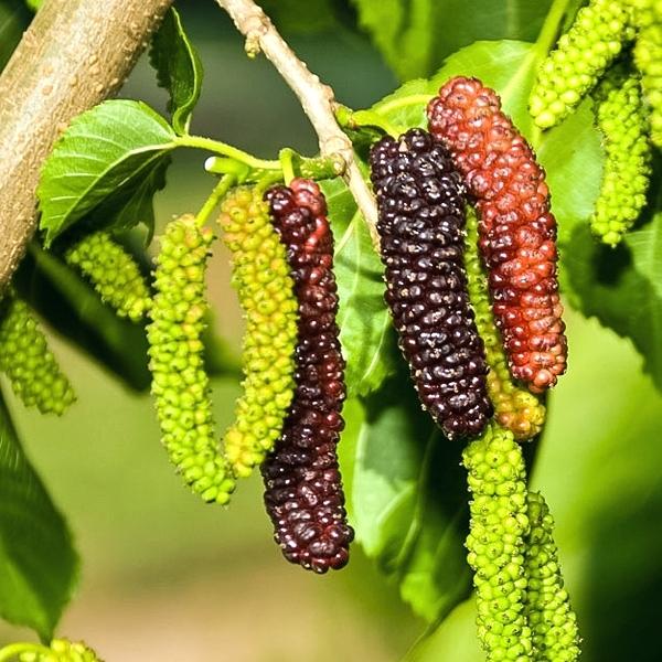 Maulbeeren aus Samen anbauen