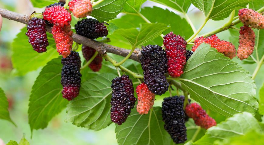 Pflanzung der Maulbeere im Herbst