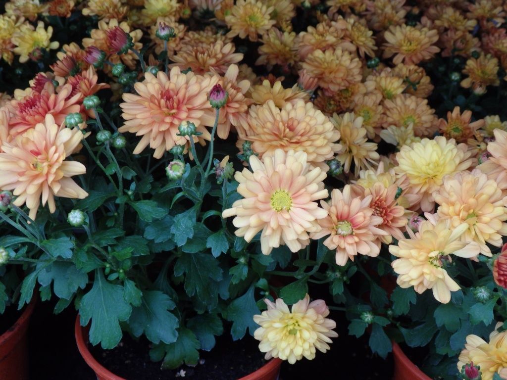 Die Multiflora-Chrysantheme kann im Freien überwintern.