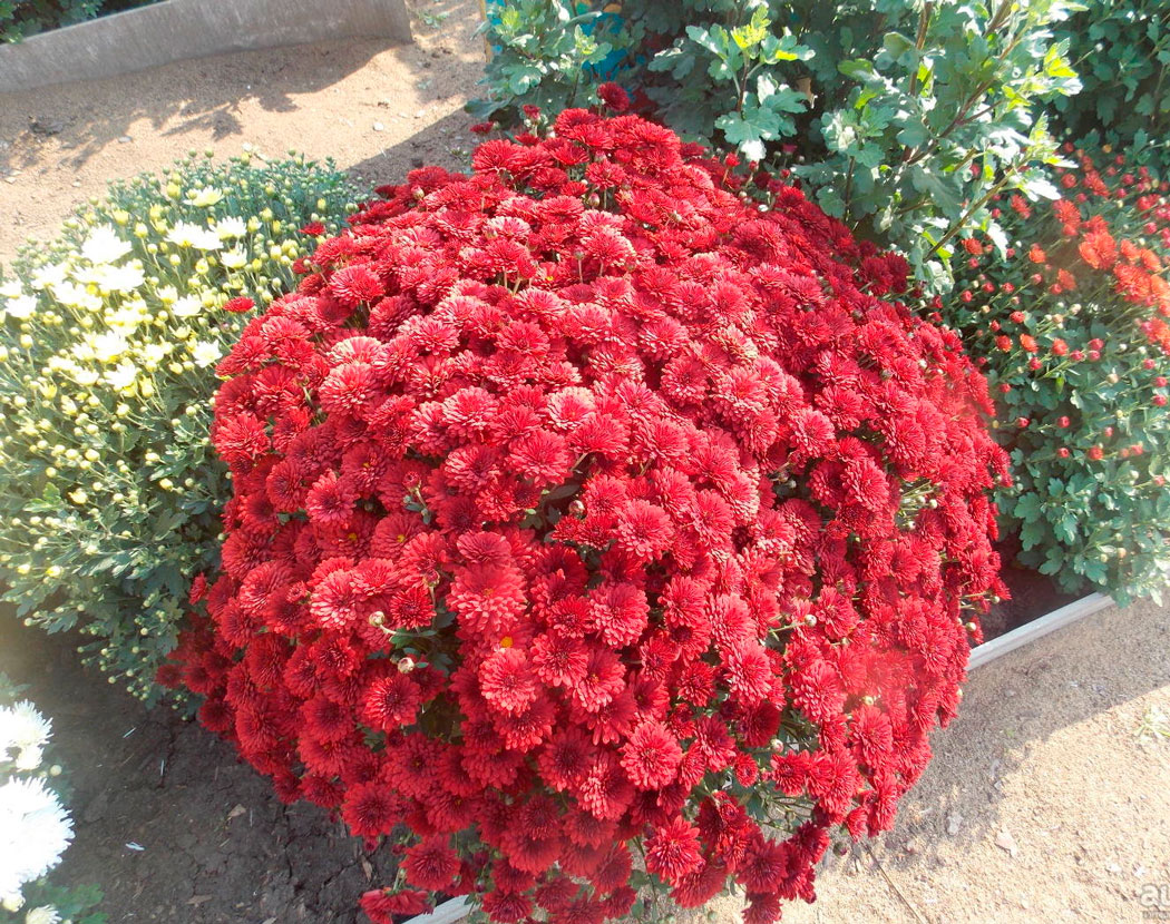 Chrysantheme multiflora in Sibirien: Pflanzung und Pflege