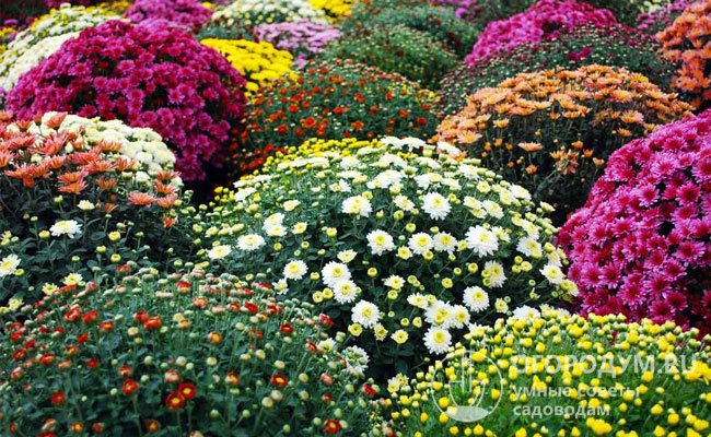 Chrysantheme multiflora: Pflanzung und Pflege, wie überwintert sie?