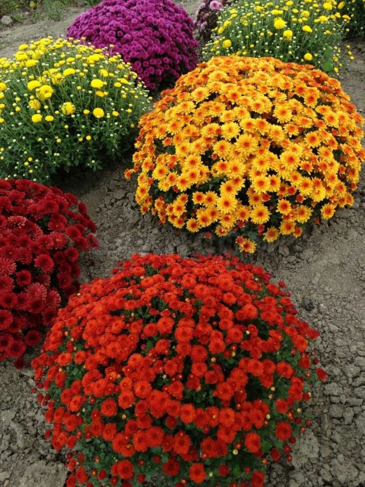 Chrysantheme multiflora Überwinterung im Freiland