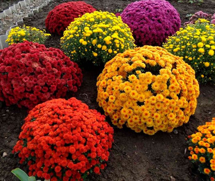 Chrysanthemen multiflora: Vermehrung durch Stecklinge im Herbst