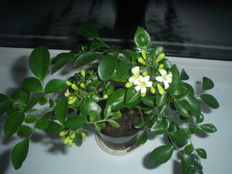 Murawija (Zimmerpflanze)