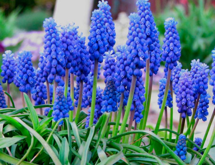 Pflanzung und Pflege von Muscari sind sehr einfach