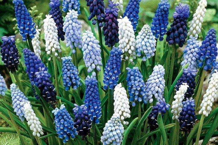Muscari: Pflanzung und Pflege im Freiland