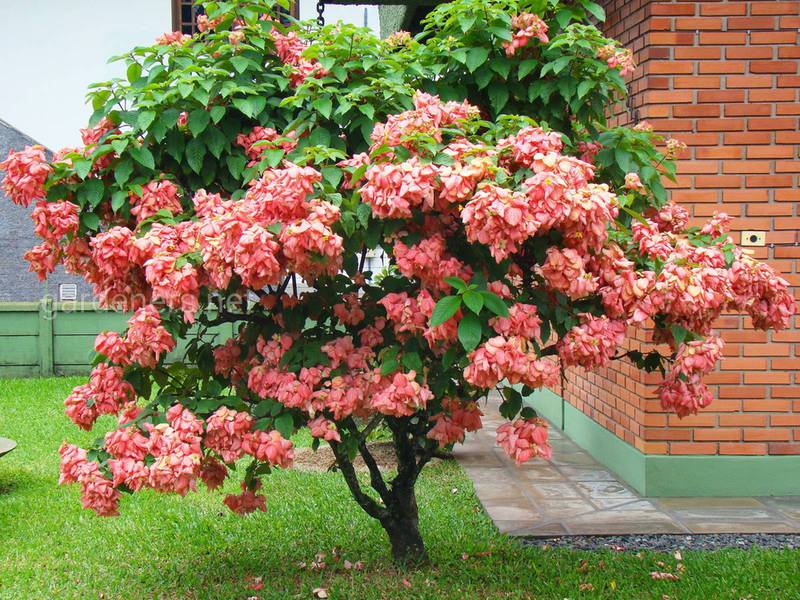 Mussaenda im Freiland in Russland anbauen