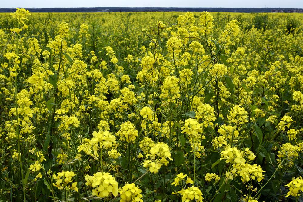 Senfpflanze – nützliche Eigenschaften für den Garten