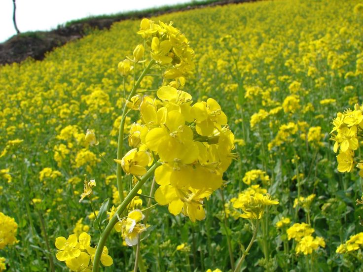 Senf – Nutzen der Pflanze für den Garten