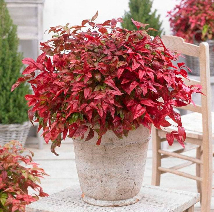 Nandina domestica im Freiland