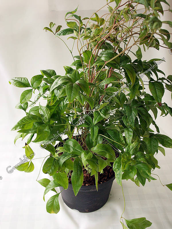 Nandina: Pflanzung und Pflege im Freiland